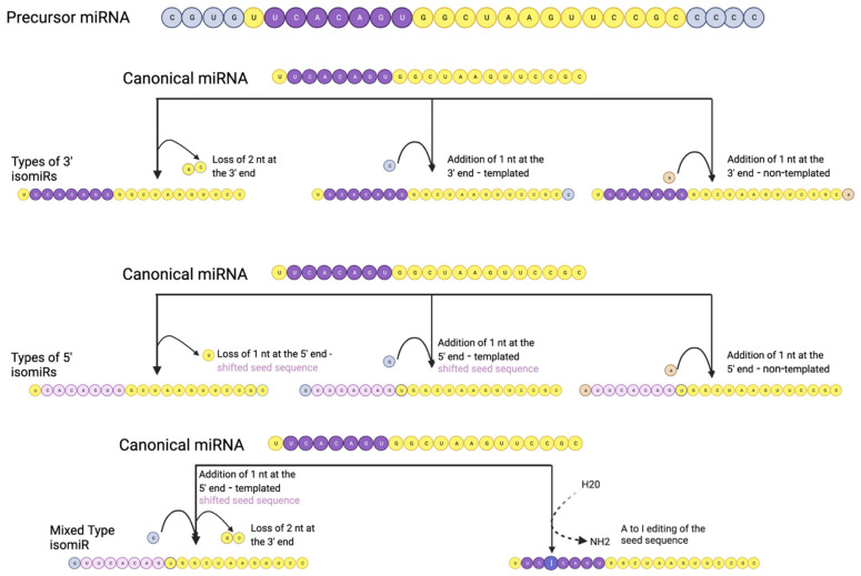 A Review of IsomiRs in Colorectal Cancer.