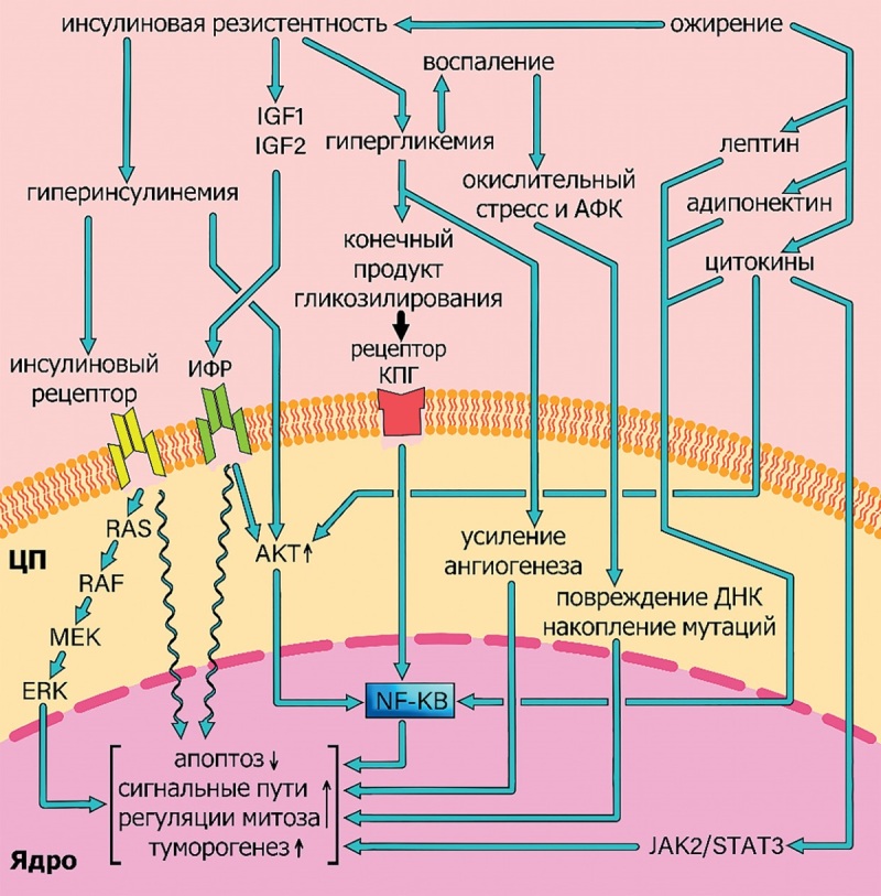 [Diabetes mellitus and the female reproductive system tumors].