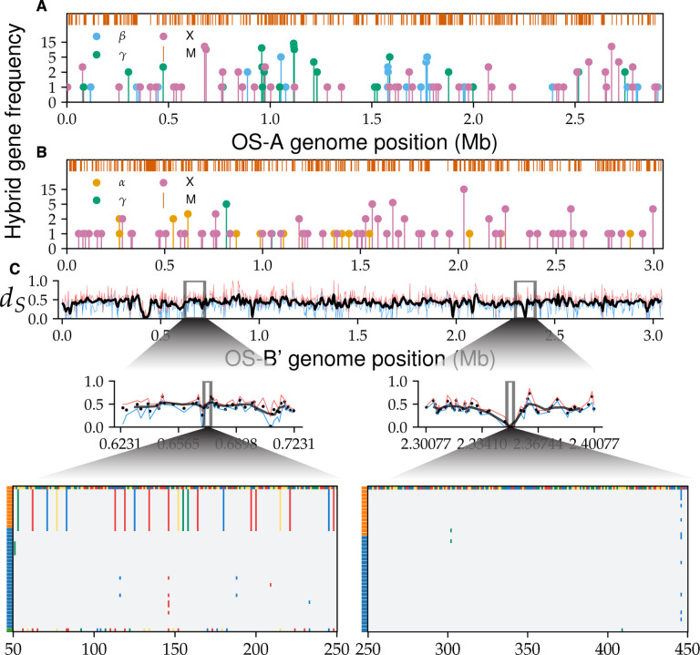 Hybridization breaks species barriers in long-term coevolution of a cyanobacterial population.