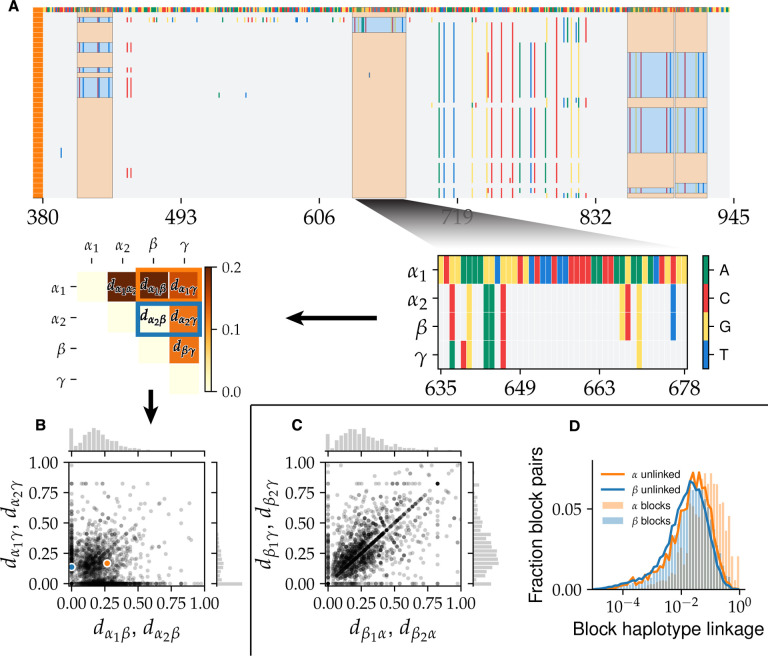 Hybridization breaks species barriers in long-term coevolution of a cyanobacterial population.