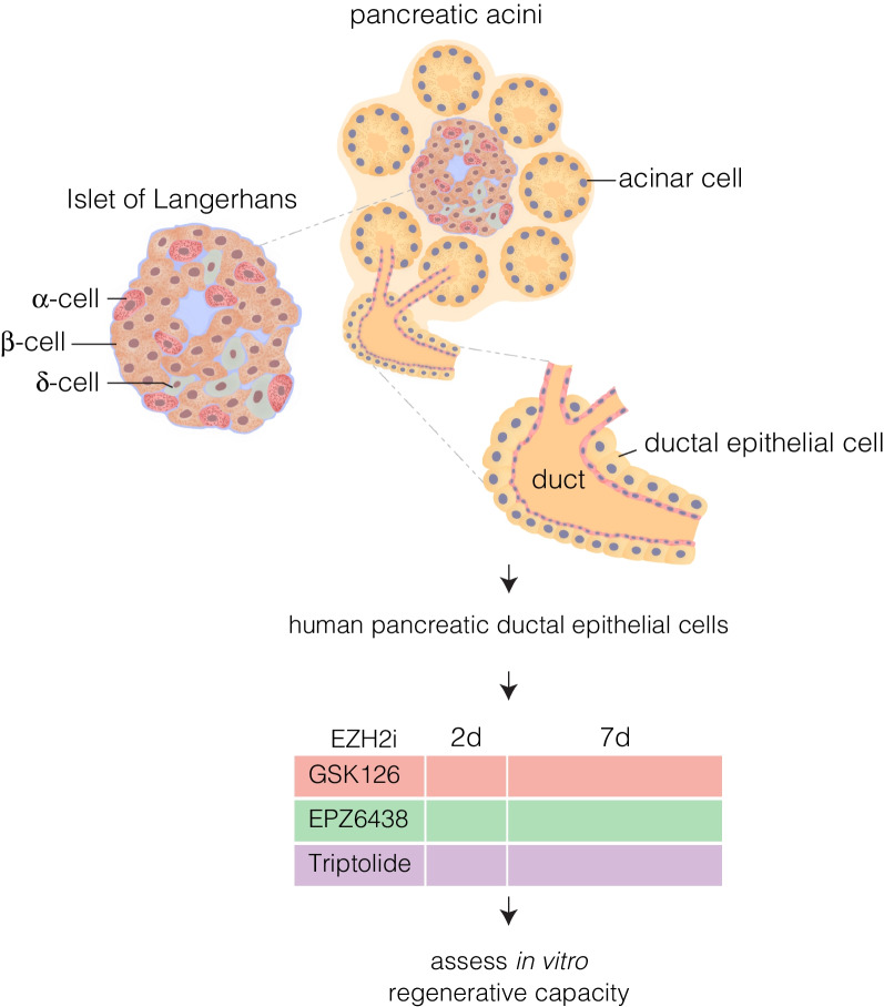 Pharmacological inhibition of human EZH2 can influence a regenerative β-like cell capacity with in vitro insulin release in pancreatic ductal cells.