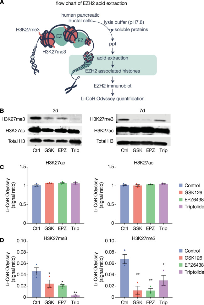 Pharmacological inhibition of human EZH2 can influence a regenerative β-like cell capacity with in vitro insulin release in pancreatic ductal cells.