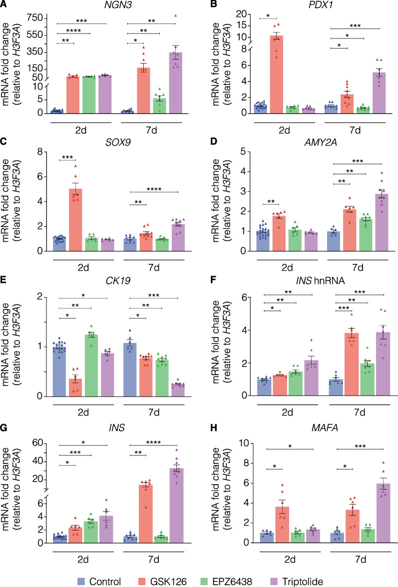 Pharmacological inhibition of human EZH2 can influence a regenerative β-like cell capacity with in vitro insulin release in pancreatic ductal cells.