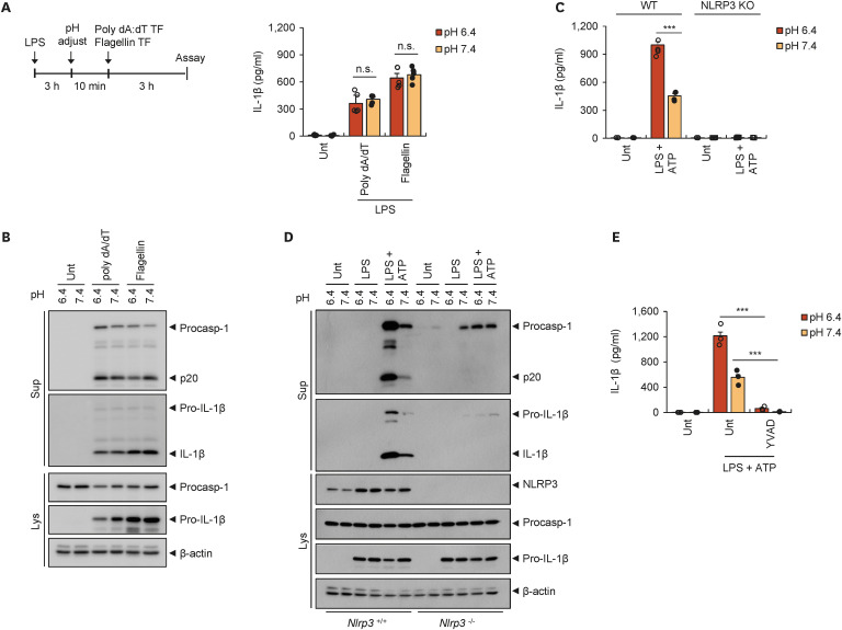 Extracellular Acidification Augments NLRP3-Mediated Inflammasome Signaling in Macrophages.