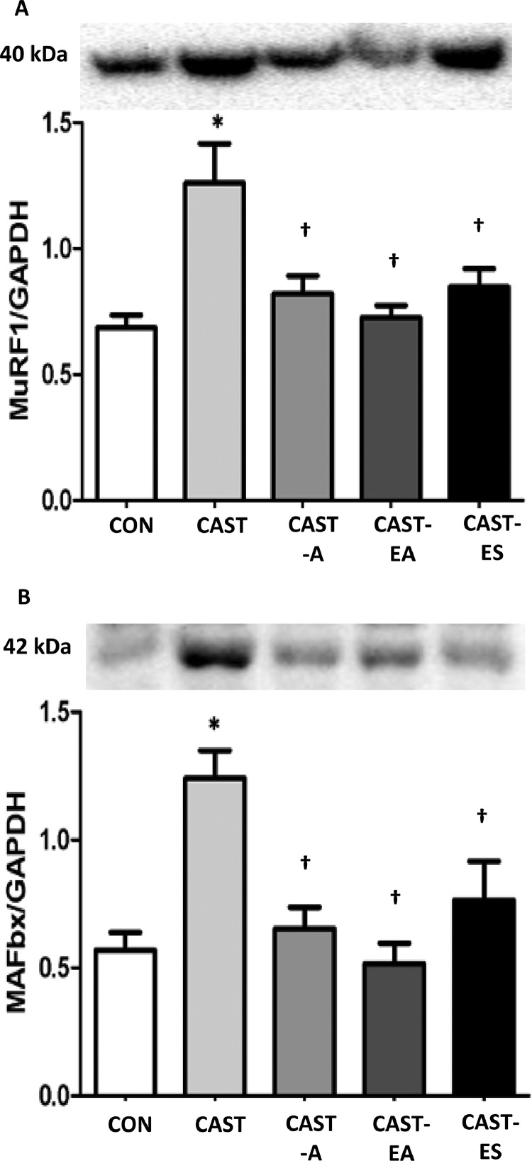 Attenuation of skeletal muscle atrophy via acupuncture, electro-acupuncture, and electrical stimulation