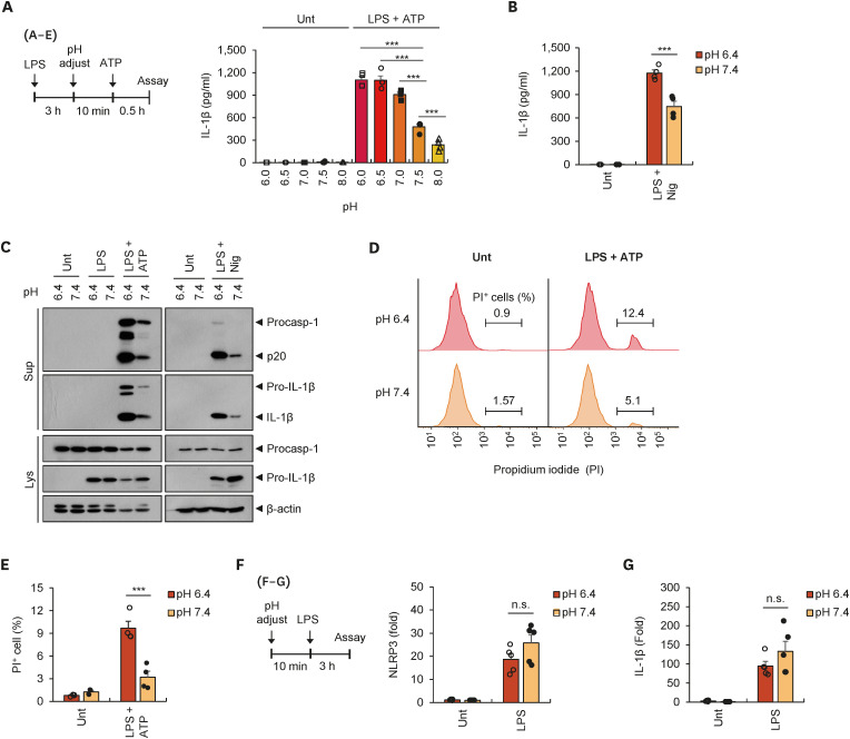 Extracellular Acidification Augments NLRP3-Mediated Inflammasome Signaling in Macrophages.