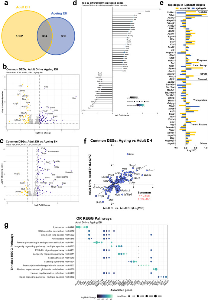 Ageing restructures the transcriptome of the hypothalamic supraoptic nucleus and alters the response to dehydration.