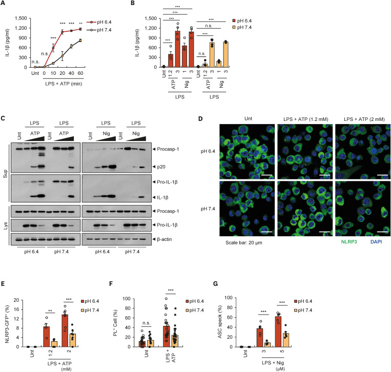 Extracellular Acidification Augments NLRP3-Mediated Inflammasome Signaling in Macrophages.