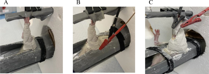 Attenuation of skeletal muscle atrophy via acupuncture, electro-acupuncture, and electrical stimulation