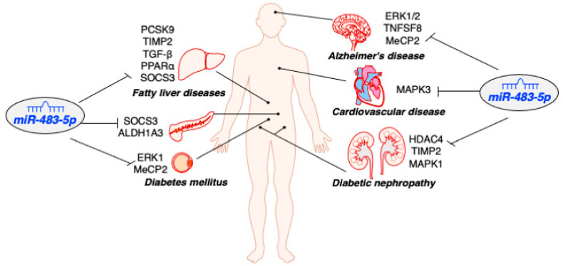 Impacts of MicroRNA-483 on Human Diseases.