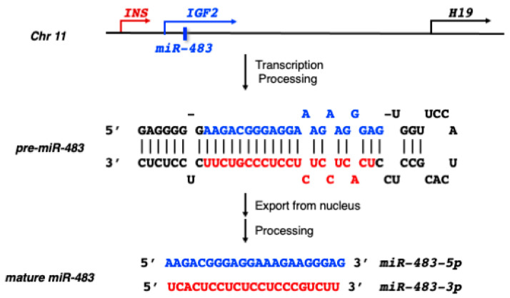 Impacts of MicroRNA-483 on Human Diseases.