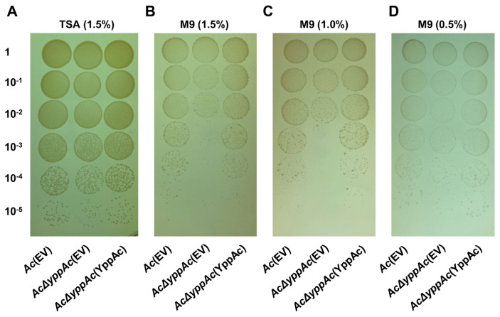 Proteomic and Phenotypic Analyses of a Putative YggS Family Pyridoxal Phosphate-Dependent Enzyme in Acidovorax citrulli.