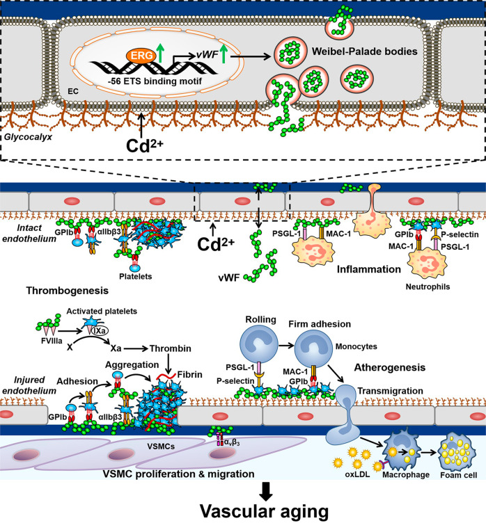 Cadmium, von Willebrand factor and vascular aging.