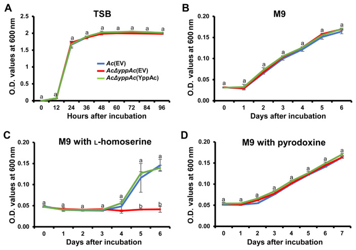 Proteomic and Phenotypic Analyses of a Putative YggS Family Pyridoxal Phosphate-Dependent Enzyme in Acidovorax citrulli.