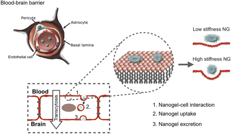 Multi-functional auto-fluorescent nanogels for theranostics.