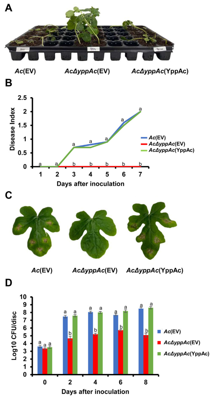 Proteomic and Phenotypic Analyses of a Putative YggS Family Pyridoxal Phosphate-Dependent Enzyme in Acidovorax citrulli.