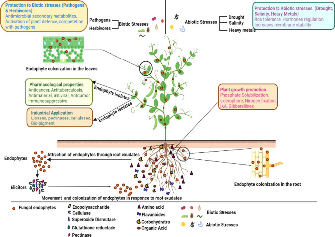 Secondary metabolites from endophytic fungi: Production, methods of analysis, and diverse pharmaceutical potential.