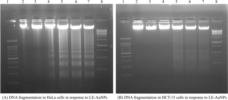 Biogenic Nanoparticles: Synthesis, Characterization, and Biological Potential of Gold Nanoparticles Synthesized using <i>Lasiosiphon eriocephalus Decne</i> Plant Extract.