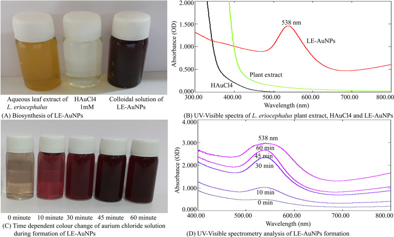 Biogenic Nanoparticles: Synthesis, Characterization, and Biological Potential of Gold Nanoparticles Synthesized using <i>Lasiosiphon eriocephalus Decne</i> Plant Extract.