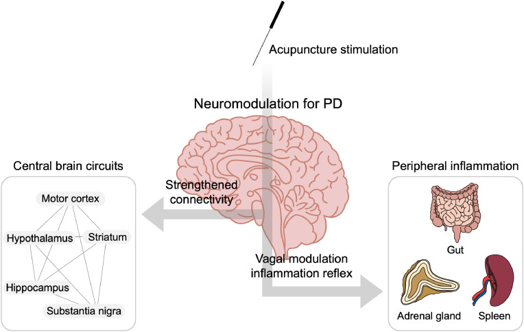 Potential role of acupuncture in the treatment of Parkinson's disease: A narrative review