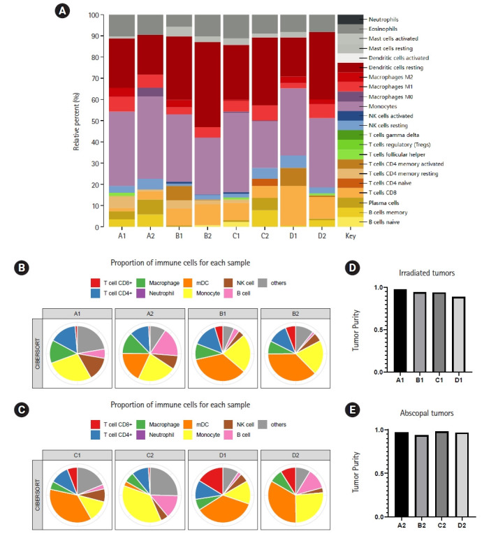 Radiotherapy combined with immunotherapy could improve the immune infiltration of melanoma in mice and enhance the abscopal effect.