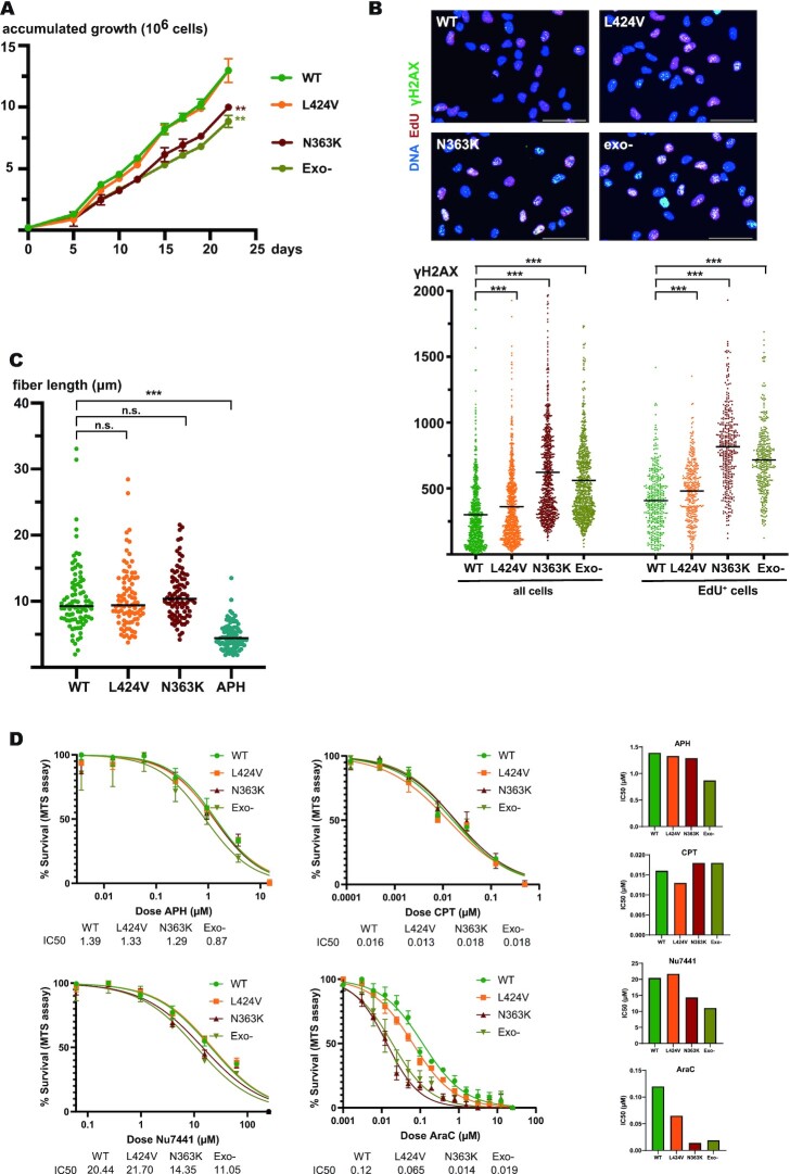 The hereditary N363K POLE exonuclease mutant extends PPAP tumor spectrum to glioblastomas by causing DNA damage and aneuploidy in addition to increased mismatch mutagenicity.