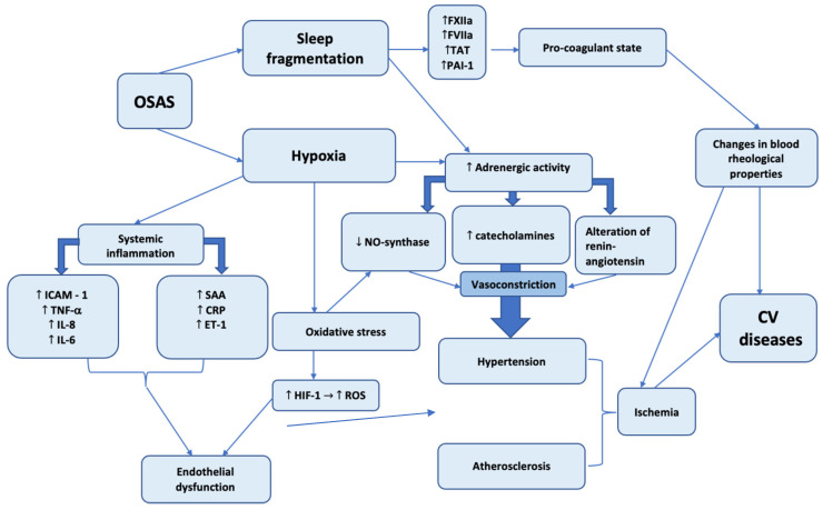 The Burden of Comorbidities in Obstructive Sleep Apnea and the Pathophysiologic Mechanisms and Effects of CPAP.