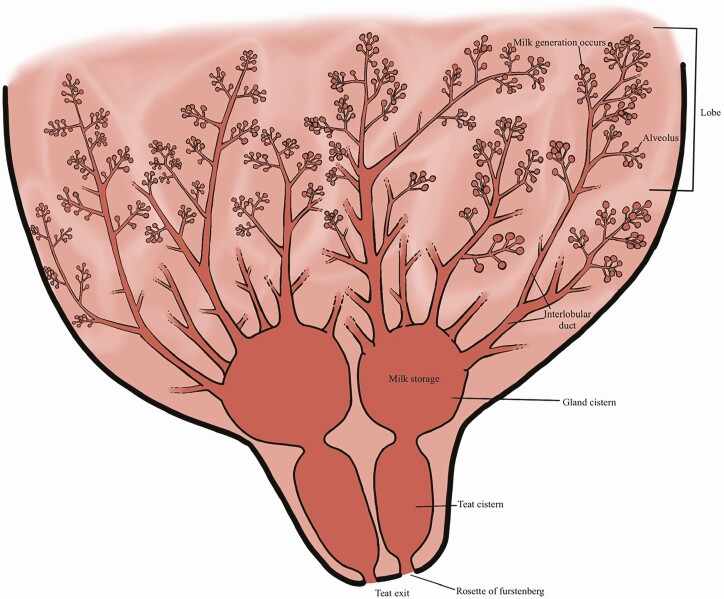 Lactation in horses.