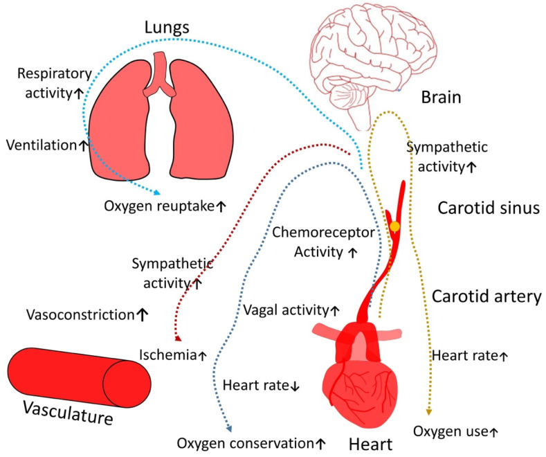 The Burden of Comorbidities in Obstructive Sleep Apnea and the Pathophysiologic Mechanisms and Effects of CPAP.