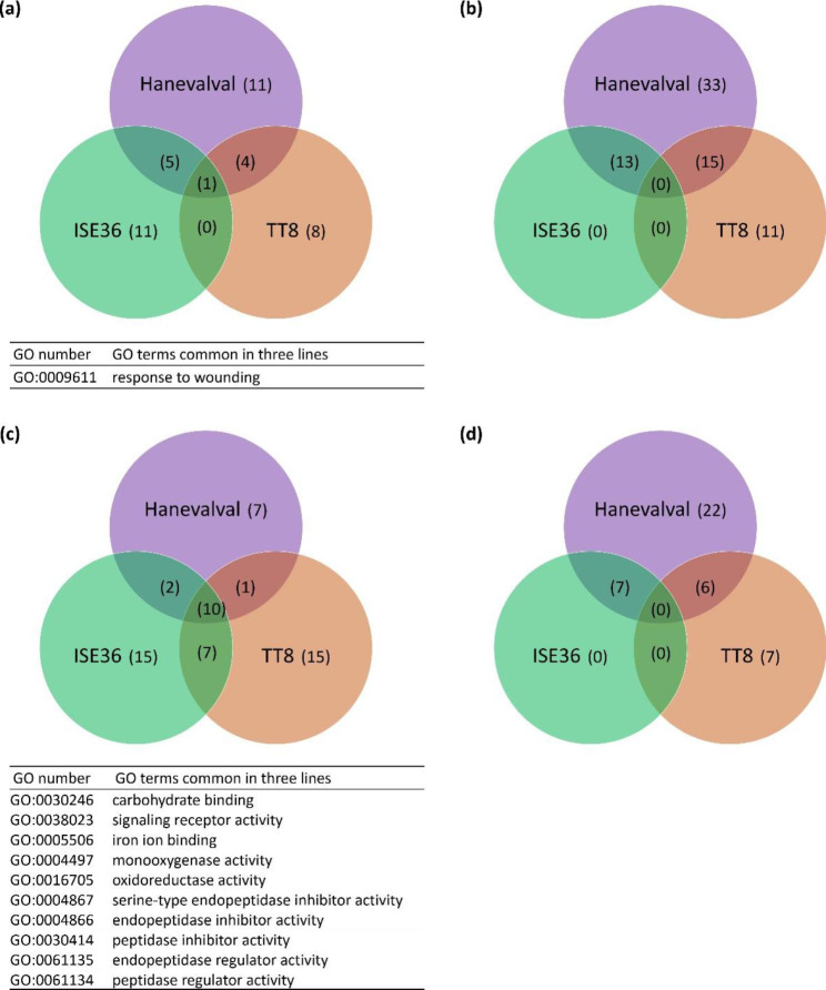 Variation of growth and transcriptome responses to arbuscular mycorrhizal symbiosis in different foxtail millet lines.