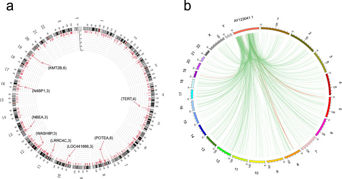 Characteristics of Hepatitis B virus integration and mechanism of inducing chromosome translocation.