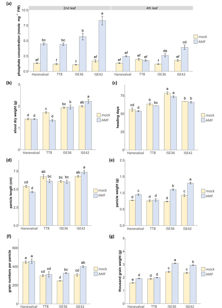 Variation of growth and transcriptome responses to arbuscular mycorrhizal symbiosis in different foxtail millet lines.