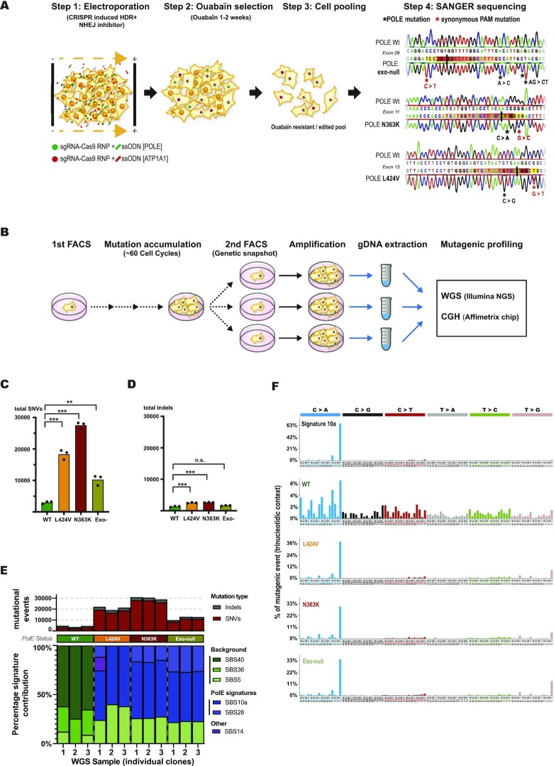 The hereditary N363K POLE exonuclease mutant extends PPAP tumor spectrum to glioblastomas by causing DNA damage and aneuploidy in addition to increased mismatch mutagenicity.