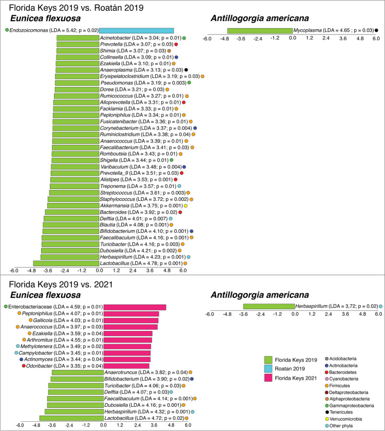 Spatial, temporal and network analyses provide insights into the dynamics of the bacterial communities associated with two species of Caribbean octocorals and indicate possible key taxa.