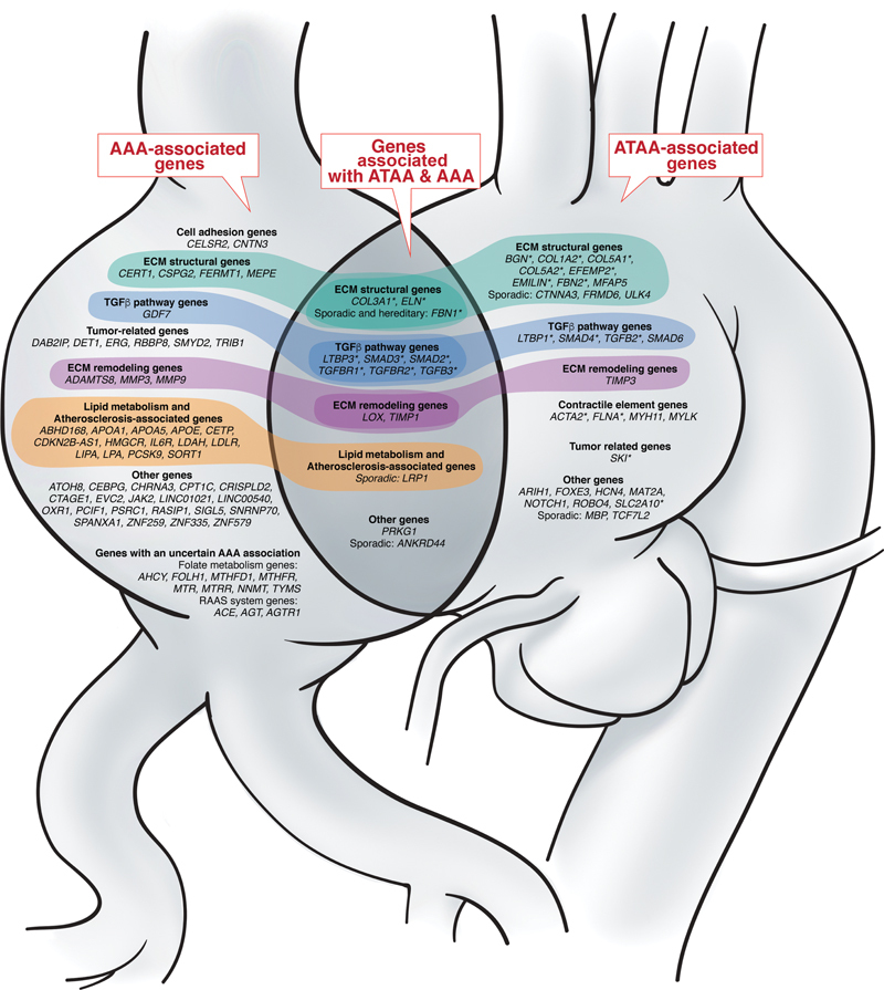 Comparison of Genes Associated with Thoracic and Abdominal Aortic Aneurysms.