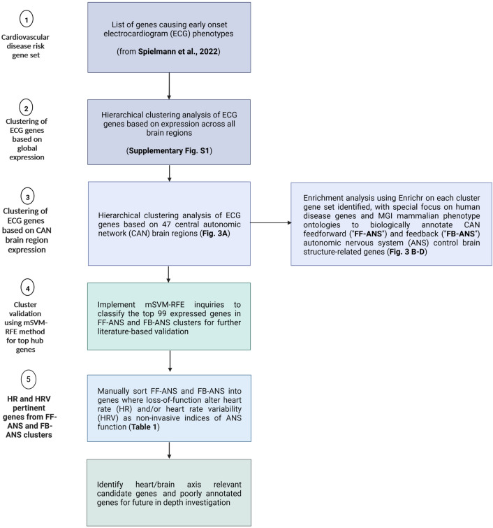 A rationale for considering heart/brain axis control in neuropsychiatric disease.