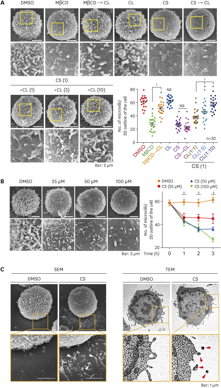 The Immunosuppressive Potential of Cholesterol Sulfate Through T Cell Microvilli Disruption.