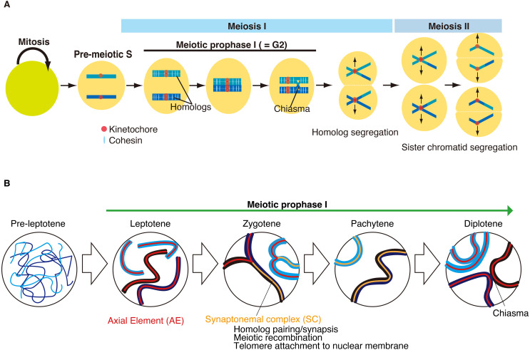 Cell cycle regulation for meiosis in mammalian germ cells.