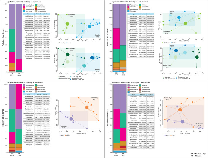 Spatial, temporal and network analyses provide insights into the dynamics of the bacterial communities associated with two species of Caribbean octocorals and indicate possible key taxa.