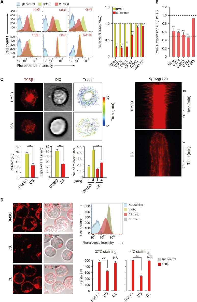 The Immunosuppressive Potential of Cholesterol Sulfate Through T Cell Microvilli Disruption.