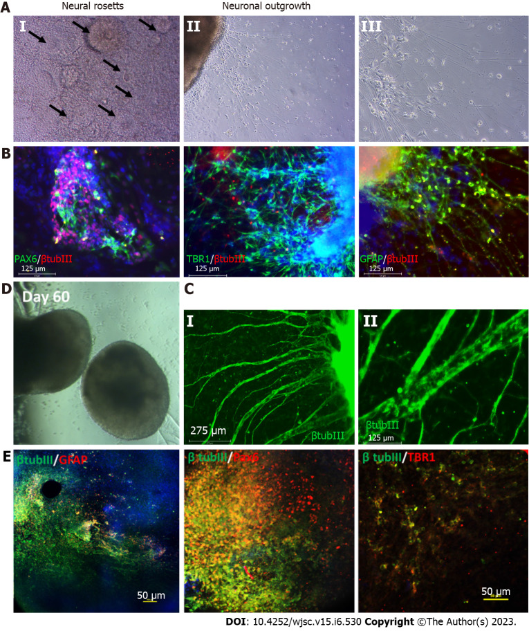 Neural lineage differentiation of human pluripotent stem cells: Advances in disease modeling.