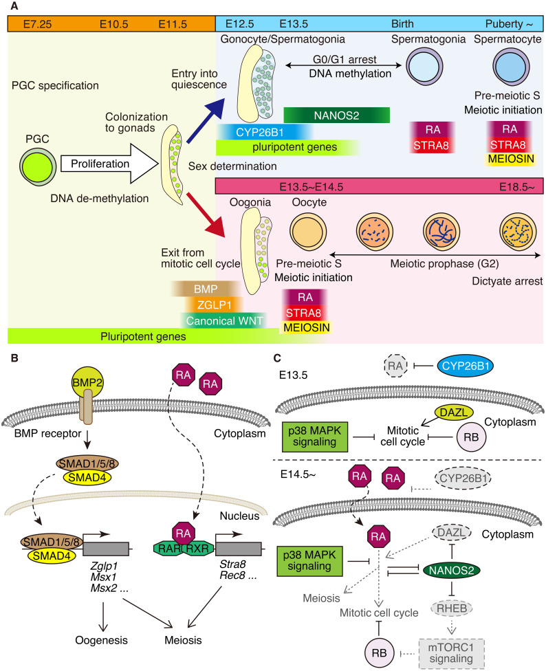 Cell cycle regulation for meiosis in mammalian germ cells.