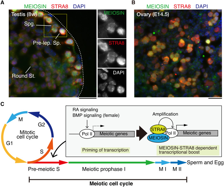 Cell cycle regulation for meiosis in mammalian germ cells.