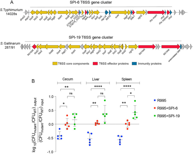 Transfer of T6SS<sub>SPI-19</sub> from <i>Salmonella</i> Gallinarum to <i>Salmonella</i> Typhimurium Lacking T6SS<sub>SPI-6</sub> Complements its Colonization Defect in Mice.