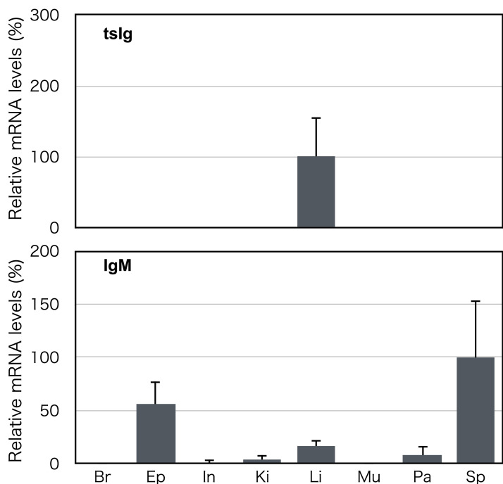 A novel liver-specific immunoglobulin heavy chain-like gene in a cartilaginous fish