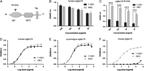 Enhancing the Anti-tumor Potency of a Novel Siglec-15 Antibody by Engineering its Fc-mediated Effector Functions.