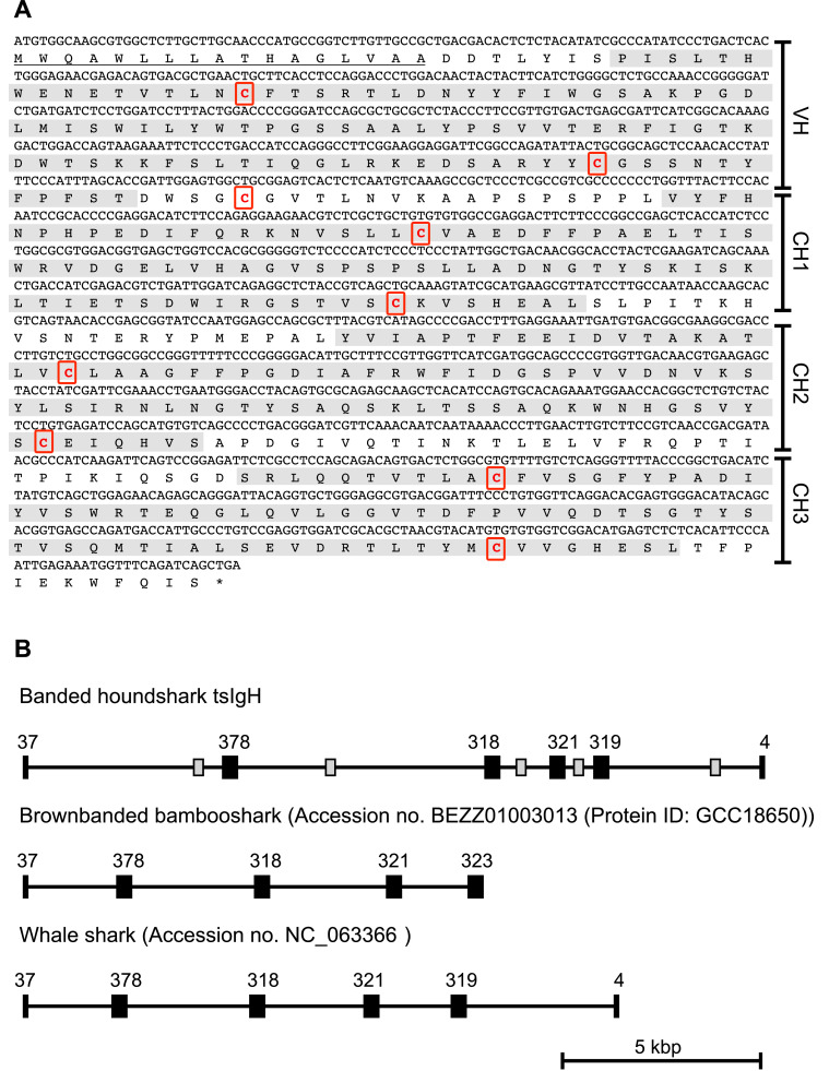 A novel liver-specific immunoglobulin heavy chain-like gene in a cartilaginous fish