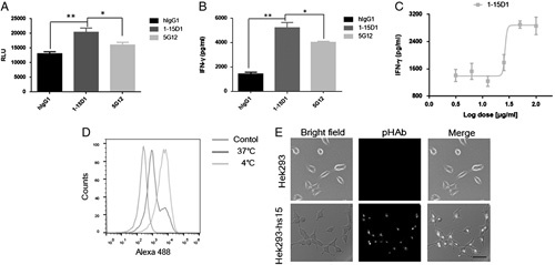 Enhancing the Anti-tumor Potency of a Novel Siglec-15 Antibody by Engineering its Fc-mediated Effector Functions.