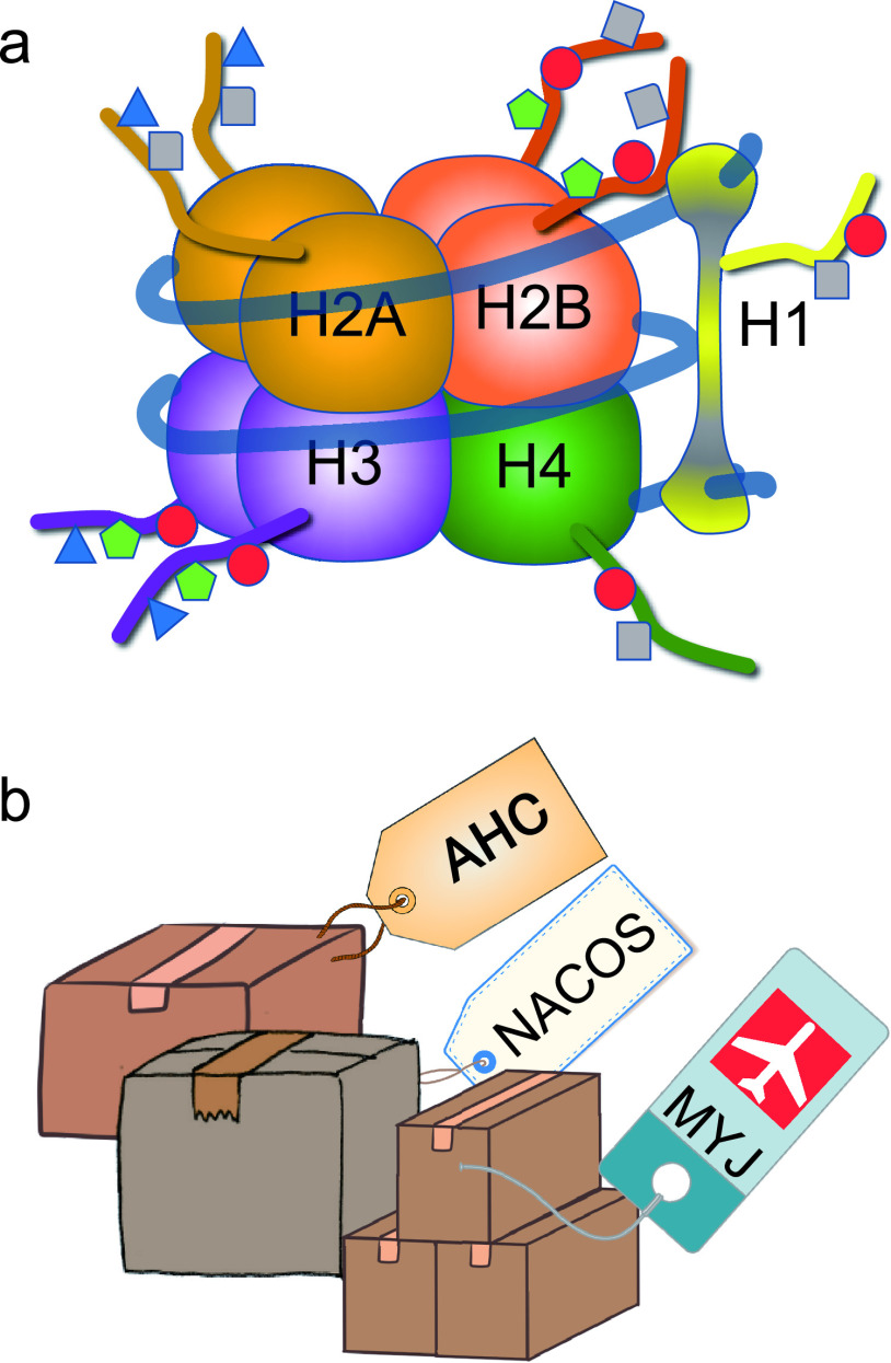 Histone Modification in Histochemistry and Cytochemistry.