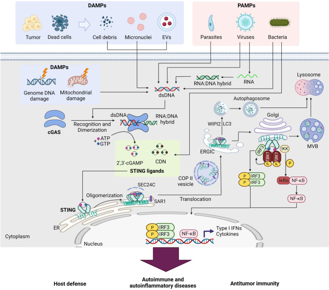 Beyond DNA sensing: expanding the role of cGAS/STING in immunity and diseases